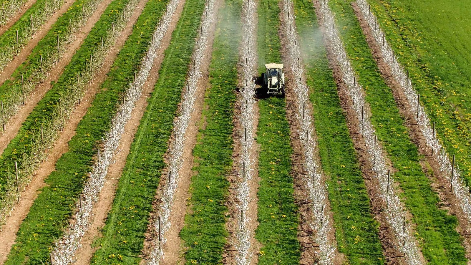 Tractor fertilizes apple orchard