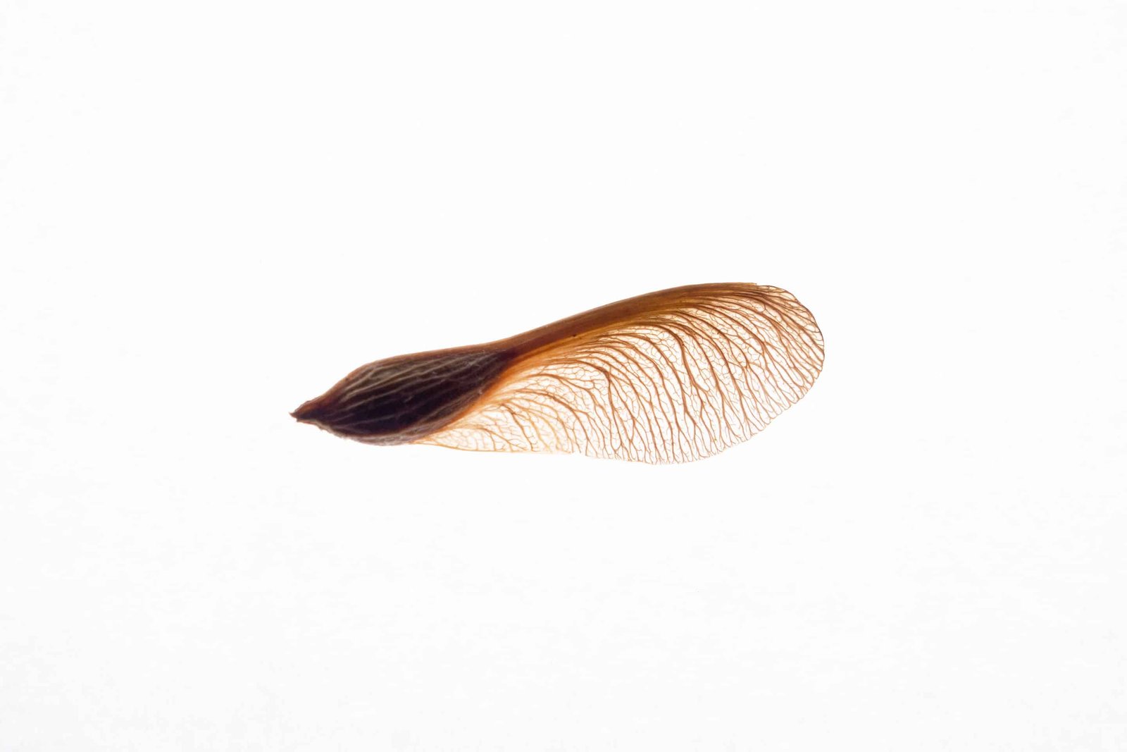 Read more about the article What Is A Samara Anyway?